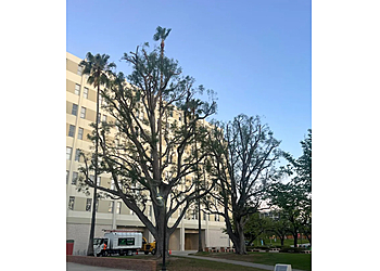 Master Of Tree Care Services Inc - Lancaster, CA Tree Services - Service Image