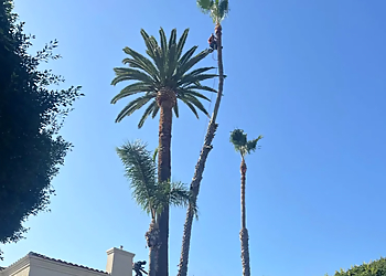 Master Of Tree Care Services Inc - Lancaster, CA Tree Services - Team Working Image
