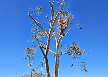 Palmdale Tree Services Master Of Tree Care Services Inc