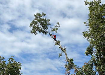 Waco Tree Services Master Tree Service