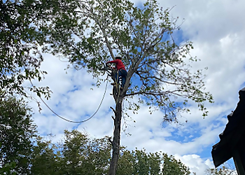 Waco Tree Services Master Tree Service