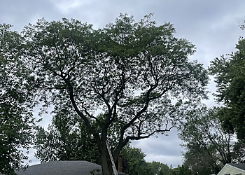 St Paul Tree Services McClellan Tree Service