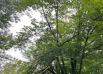 McClellan Tree Service St Paul Tree Services image 1
