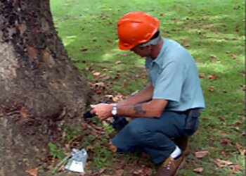 Philadelphia Tree Services McFarland Tree, Landscape & Hardscape Services