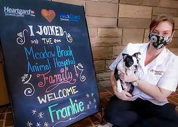 Meadow Brook Animal Hospital - McKinney, TX Veterinary Clinics - Medical Procedure Image