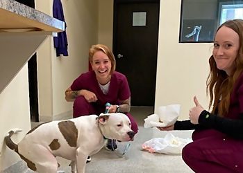 Peoria Veterinary Clinics Meadowbrook Veterinary Clinic