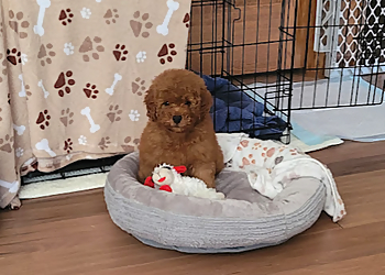 Peoria Veterinary Clinics Meadowbrook Veterinary Clinic