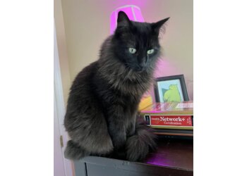 New Orleans Veterinary Clinics MedVet New Orleans