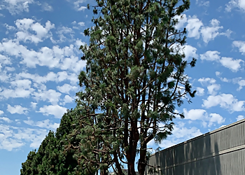 Corona Tree Services Melendez Tree Service