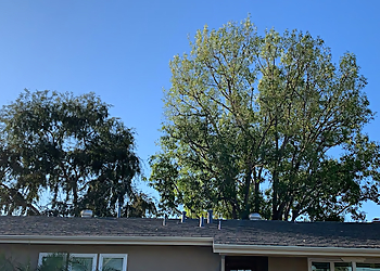 Corona Tree Services Melendez Tree Service