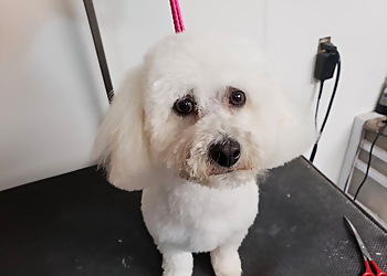 Melody's Grooming - Omaha, NE Pet Grooming - Service Highlights