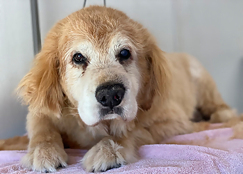 Melody's Grooming - Omaha, NE Pet Grooming - Project Image