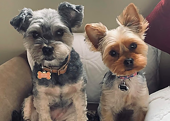 Melody's Grooming - Omaha, NE Pet Grooming - Service Image