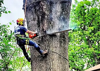 Memphis Tree Services Memphis Tree Services, LLC.