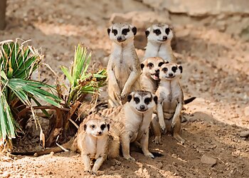 Memphis Places To See Memphis Zoo