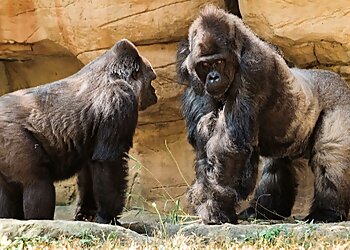 Memphis Places To See Memphis Zoo