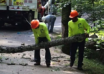 Knoxville Tree Services Mencer's Tree Service, LLC