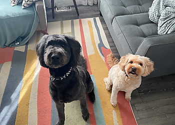Meraki Dog Training - Lincoln, NE Dog Training - Service Highlights