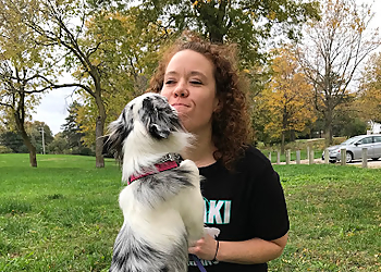 Meraki Dog Training Meraki Dog Training - Lincoln, NE Dog Training - Work Image