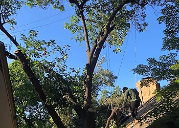 Fort Worth Tree Services Mercer Tree Service