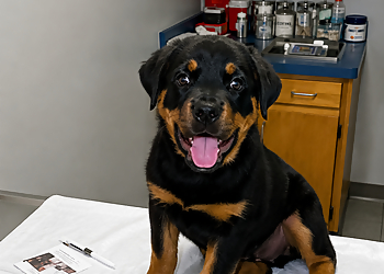 Mercury Animal Hospital Inc - Hampton, VA Veterinary Clinics - Service Highlights
