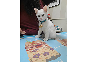 Midland Veterinary Clinics Mesa Verde Animal Clinic