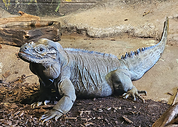 Evansville Places To See Mesker Park Zoo and Botanic Garden