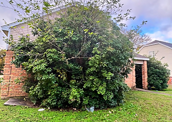 Mesquite Tree Services Mesquite Tree Service