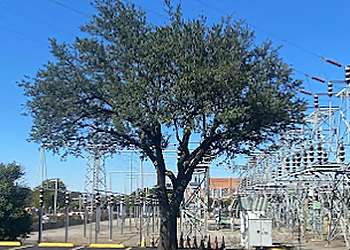 Mesquite Tree Services Mesquite Tree Service