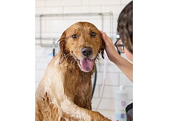 Fort Worth Pet Grooming Metro Animals