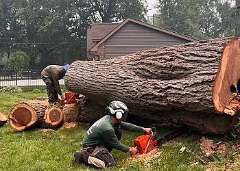 Warren Tree Services Metro Detroit Tree and Firewood
