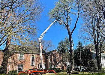 Warren Tree Services Metro Detroit Tree and Firewood