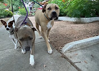 San Antonio Dog Walkers Metro Pup SA Dog Walking & Pet Sitting