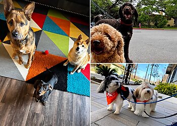 San Antonio Dog Walkers Metro Pup SA Dog Walking & Pet Sitting