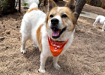 Metro Pup SA Dog Walking & Pet Sitting, LLC. San Antonio Dog Walkers