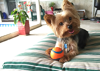 Miami Pet Concierge - Miami, FL Dog Walkers - Service Image
