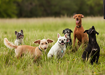 Miami Pet Concierge - Miami, FL Dog Walkers - Job Site Image