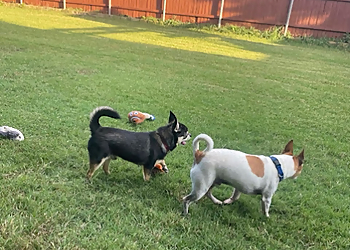 Michelle At Your Service Pet Sitting & Dog Walking, LLC - McKinney, TX Dog Walkers - Service Highlights