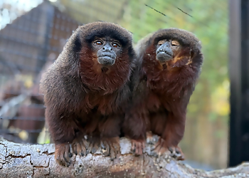 Stockton Places To See Micke Grove Zoo