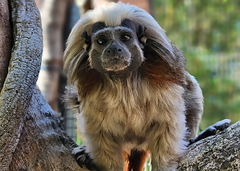 Stockton Places To See Micke Grove Zoo