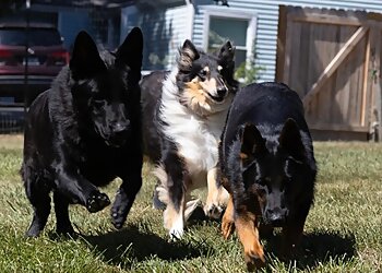 Kansas City Dog Training Midas Touch Dog Obedience School