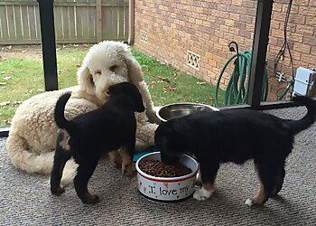 Little Rock Dog Walkers Midtown Dog Walking and Pet Sitting