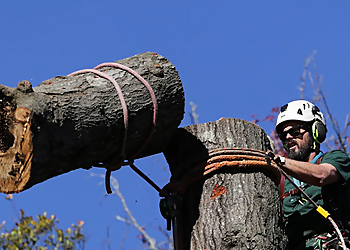 Athens Tree Services Mighty Fine Tree Care