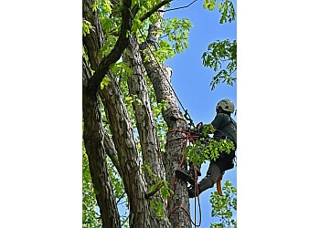 Mighty Fine Tree Care Athens Tree Services