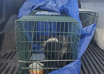 Vallejo Pest Control Companies Mighty Men Pest Control