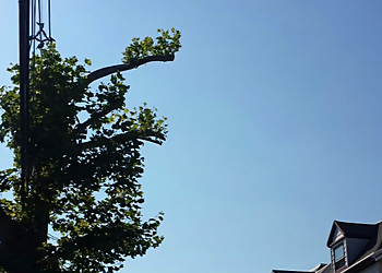 Newark Tree Services Millenium Tree Service & Landscaping