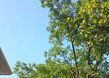 Newark Tree Services Millenium Tree Service & Landscaping