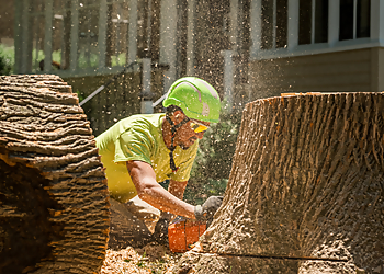 Tallahassee Tree Services Miller's Tree Service