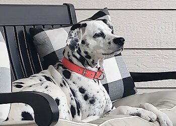 St Louis Veterinary Clinics Millis Animal Hospital