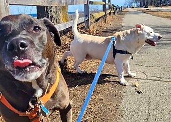 Milwaukee Dog Walkers Milwaukee Paws Pet Care